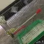 روز هدد البينو