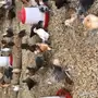 صوص دجاج بمحافظه اضم