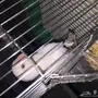 روز البينو (هدد)