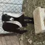 تيس عارضي صنف مشروع فحل