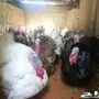 دجاج رومي بياض وديوك احجام كبيره