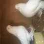 جوز لونق فيس 
