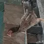 دجاج باكستاني. 