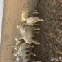 بهم لبني لبيع 