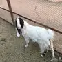 للبيع 4 صخال