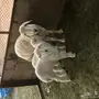 للبيع حريه معها اثنين 