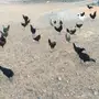 دجاج للبيع 