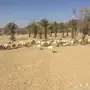 ضان ومعزا كفو للبيع 