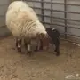 رغوث للبيع