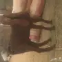 للبيع تيس هولندي 