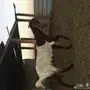 عنز ربااع تحتها3
