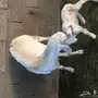 للبيع نعجه والد 