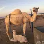 خلفة وضحى كفو للبيع 