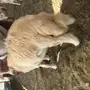 طليان ورخال حريه للثلاجه والمناسبات