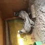 جوزين  فراشه  للبيع 