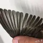 جوز كناري للبيع