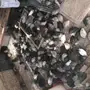 سمان ملون 