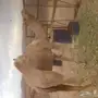 فحل احمر وقعود