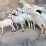 بهم للبيع 