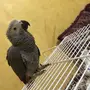 كاسكو