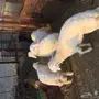 طليان حريه نظيفة مراح عدد 5