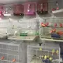مجموعة كناريات اوروبيه