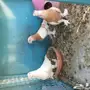 للبيع زوج تركي مع انتاج ذكر توه مكمل