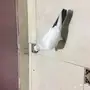 طبه هلمت 