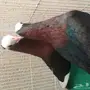 حمام ارشنجل بول هد مميز
