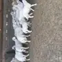 غنم حريات رغايث طيبه بالحيييل 