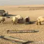 غنم دفيع 14 للبيع بالنعيريه 