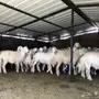غنم حرية طيبة و جروم
