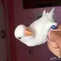 روز البينو اليف وهدد داخل البيت 