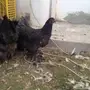 العرض 4طقم براهما بياض سلالة خوارج للبيع