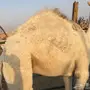 قعود مقفل شحم