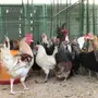 دجاج بلدي بياض .. بيض جديد