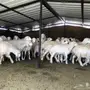 غنم حرية طيبة