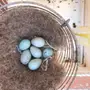 جوز كناري منتج