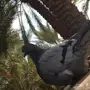 جوز فرش خوارج