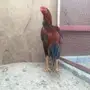 ديك باكستاني 