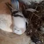 جوز تركي منقا 