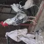 ديك وثنتين دجاج للبيع