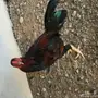 للبيع ديك باكساني