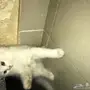 قط شيرازي صغير للبيع