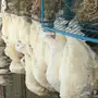 طليان حري نظيفة زواجات وثلاجة و