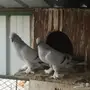  طيور انتاج خوارج 