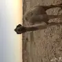 بكار للبيع
