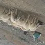 ذبايح للبيع