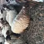 نعيم طيبه مطافيل الموقع شقراء