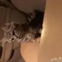 قط شيرازي للبيع
